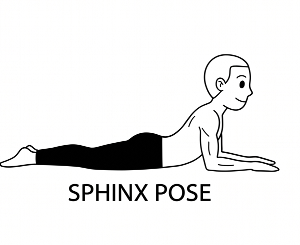Visual sketch of Sphinx Pose (Salamba Bhujangasana)